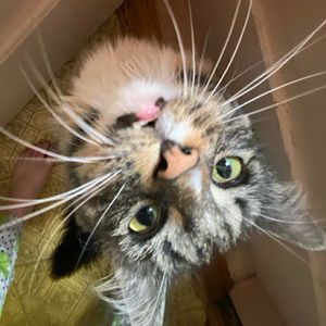 Meet your Posher, Mimi